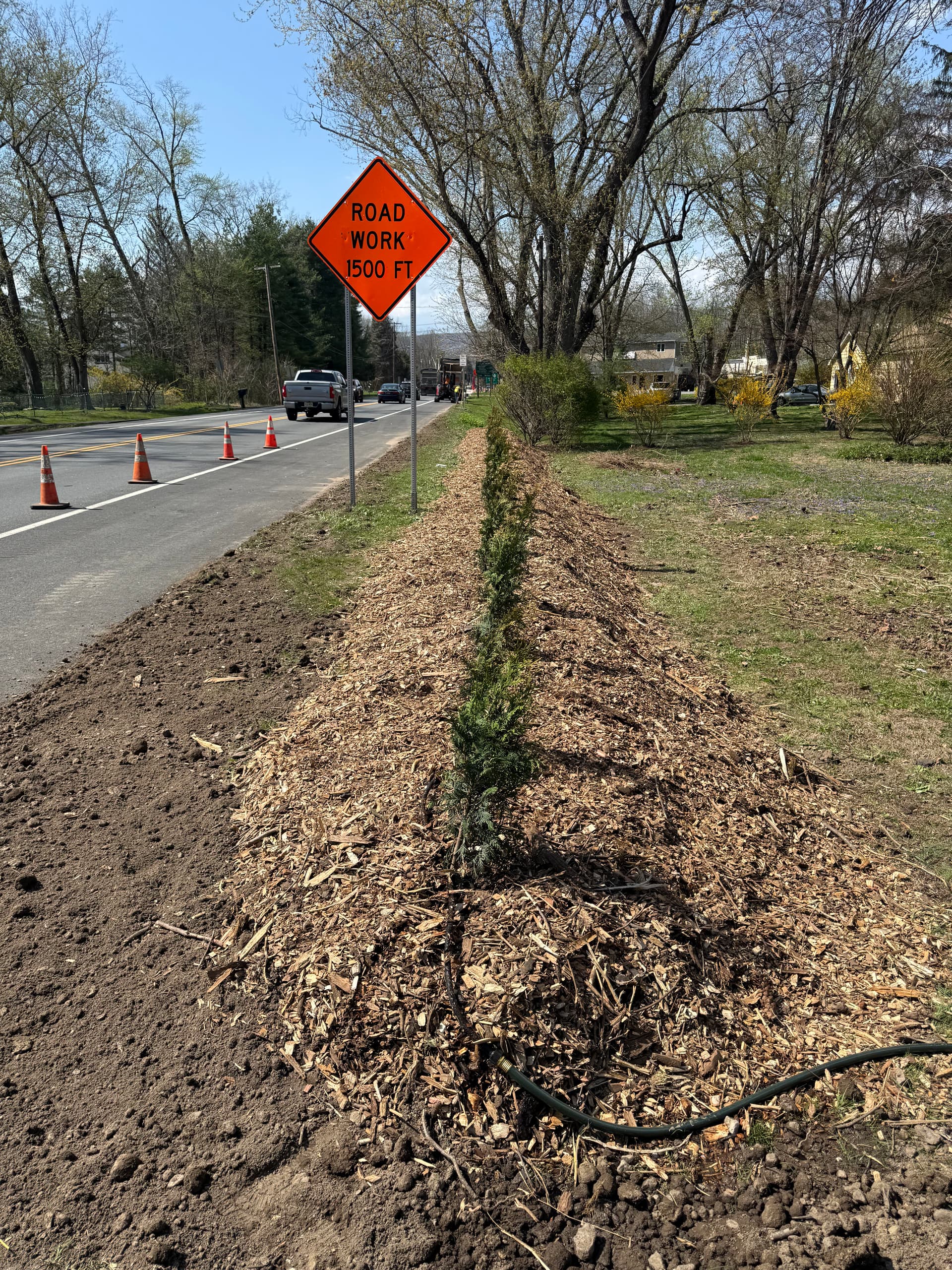 25 Red Cedar Trees Planted Along a Busy Roadside Corridor