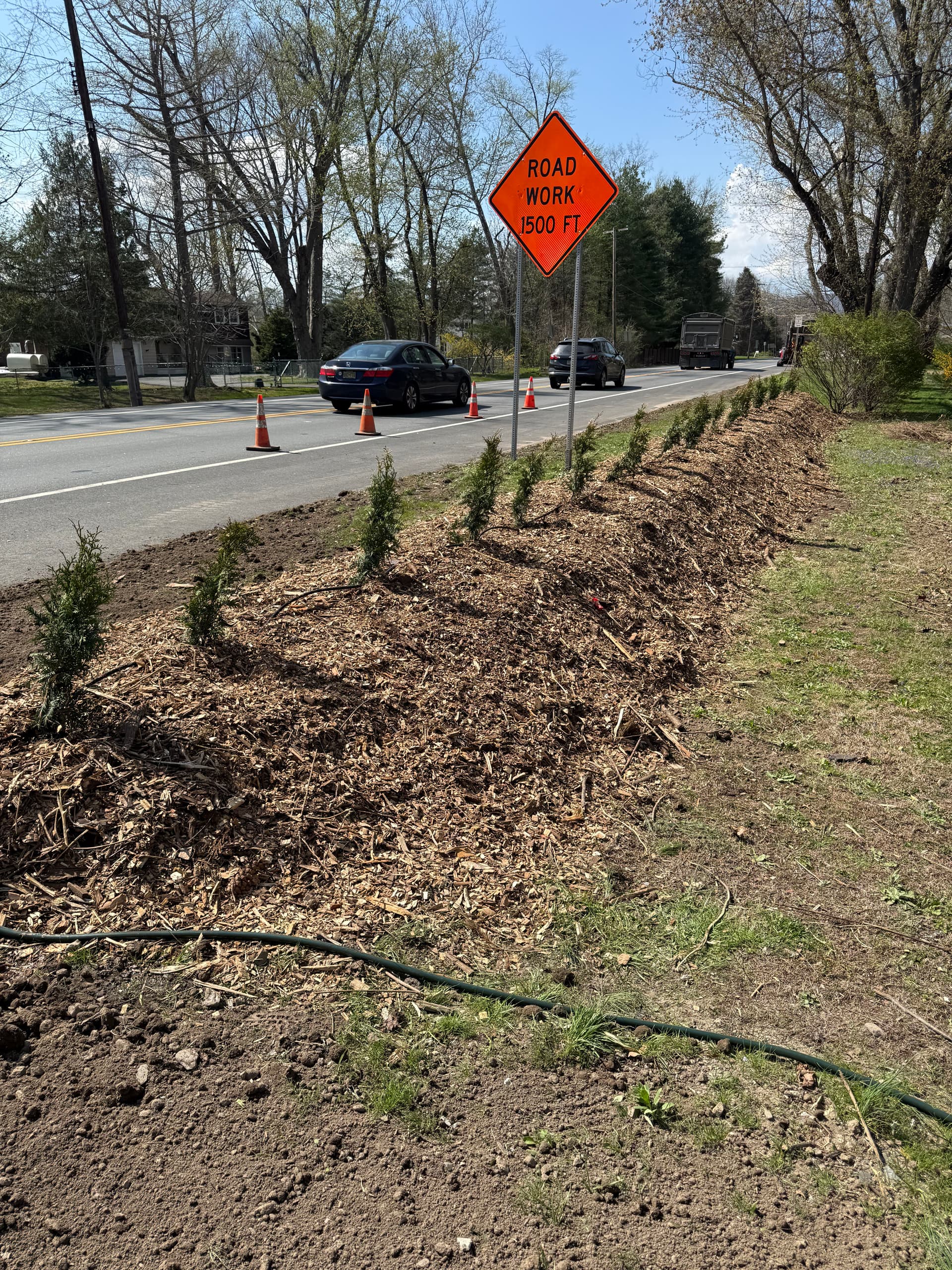 25 Red Cedar Trees Planted Along a Busy Roadside Corridor