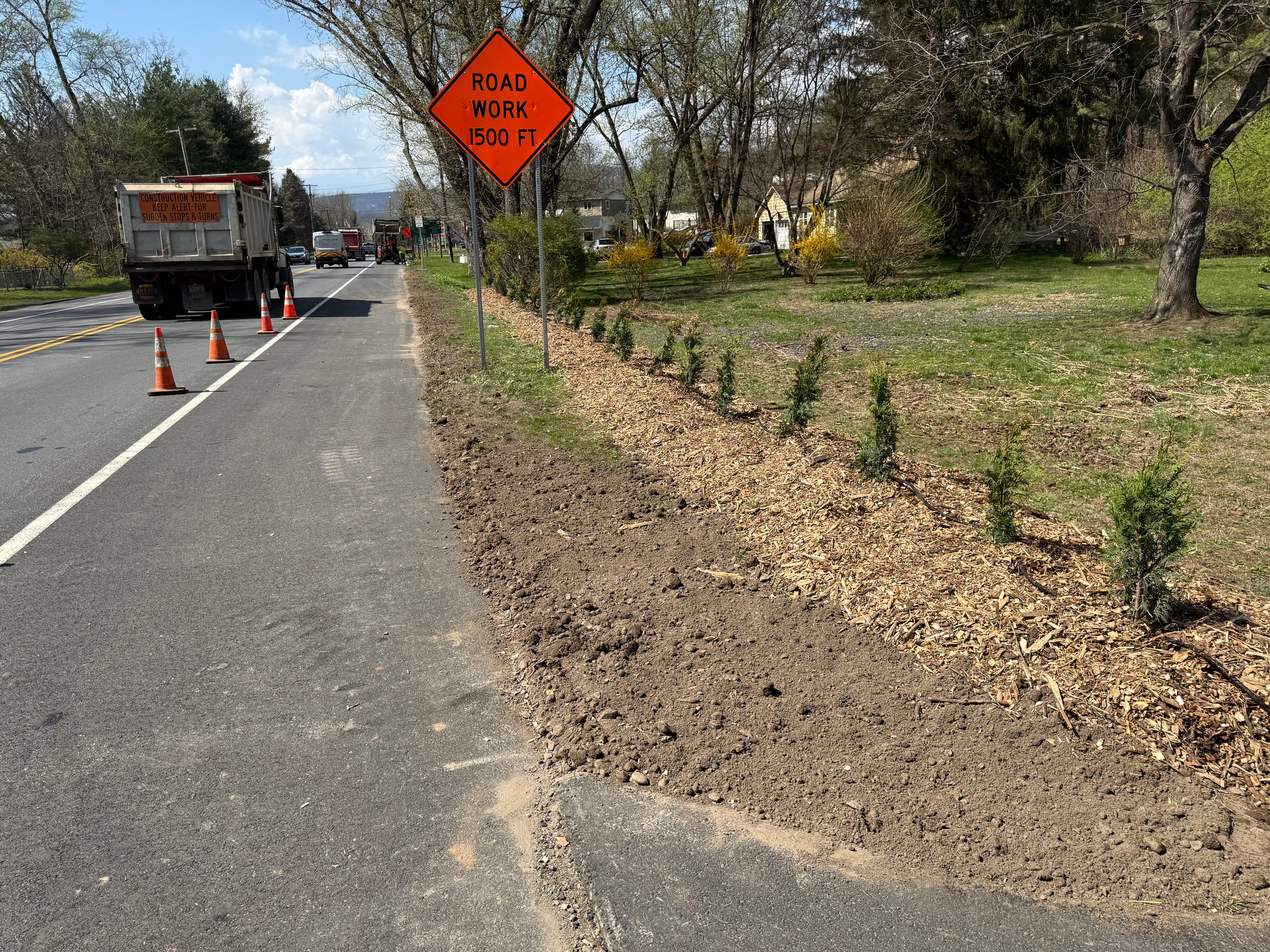 Project 25 Red Cedar Trees Planted Along a Busy Roadside Corridor image