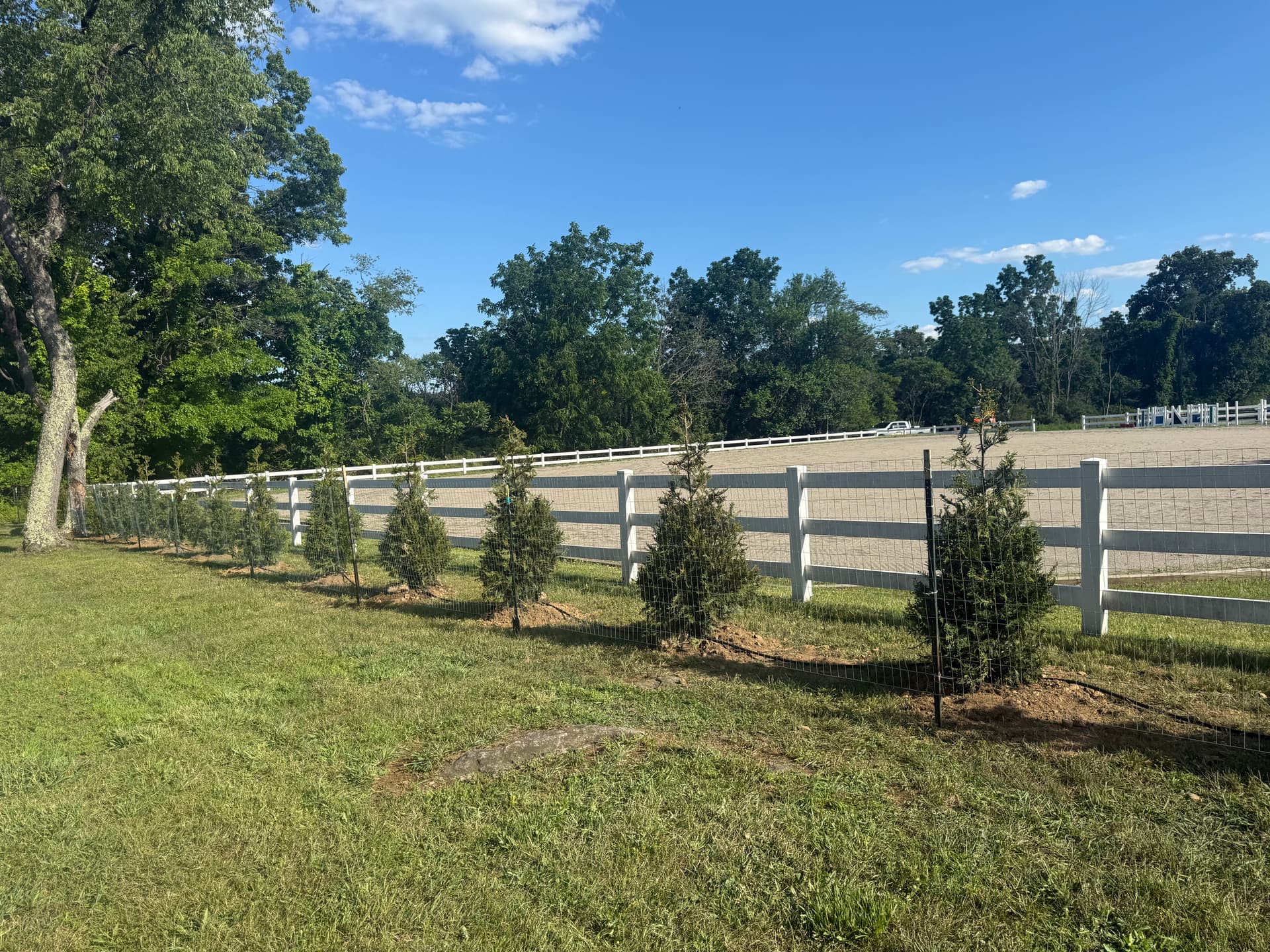 17 Green Giants Planted Along a Horse Rink for Privacy and Noise Control image