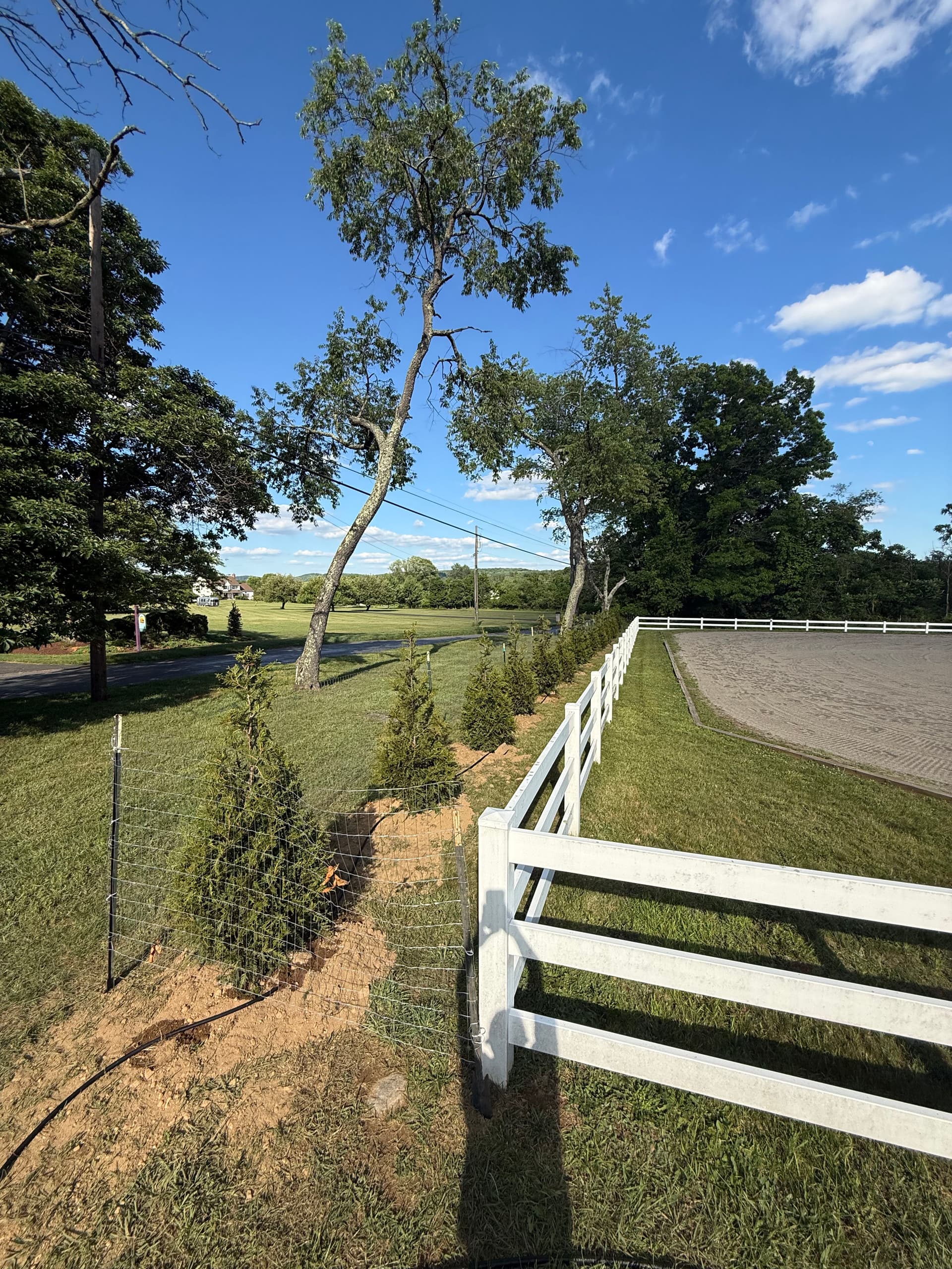 Gallery photos for 17 Green Giants Planted Along a Horse Rink for Privacy and Noise Control: Image #2