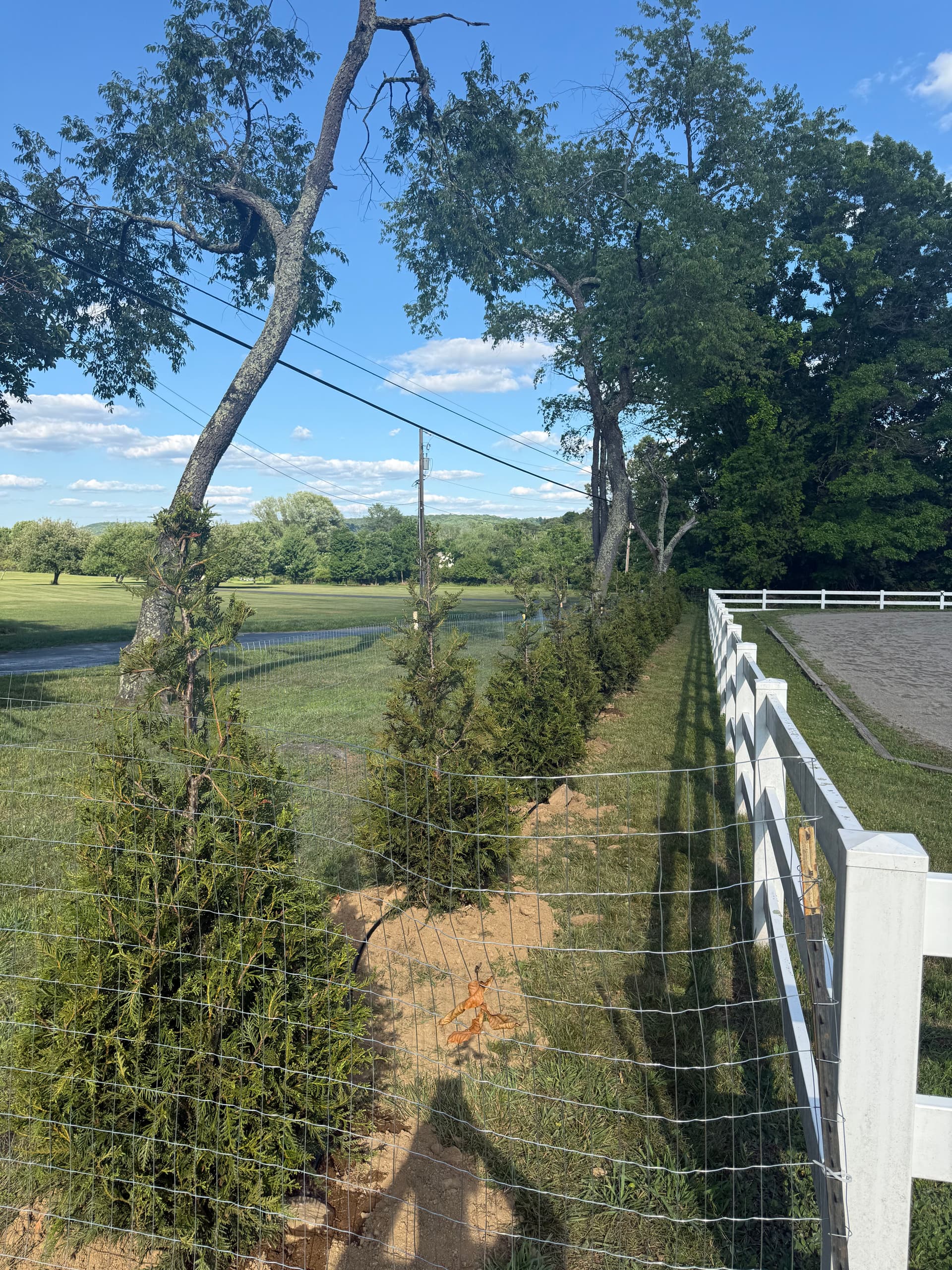 Gallery photos for 17 Green Giants Planted Along a Horse Rink for Privacy and Noise Control: Image #1